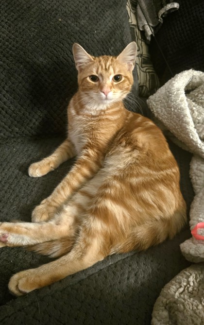 BADLANDS - Domestic Shorthair / Mix available for adoption