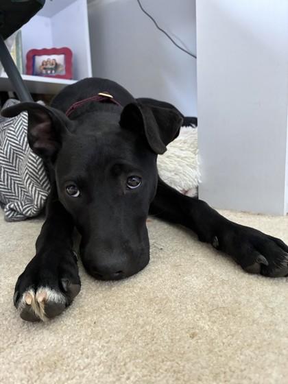 RIKKI - Mixed Breed, Medium (up to 44 lbs fully grown) / Mix available for adoption