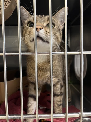 KEITH - Domestic Shorthair / Mix available for adoption
