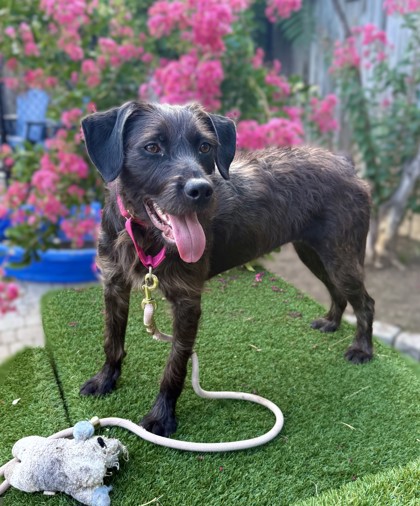 MOPSY - Terrier / Terrier available for adoption