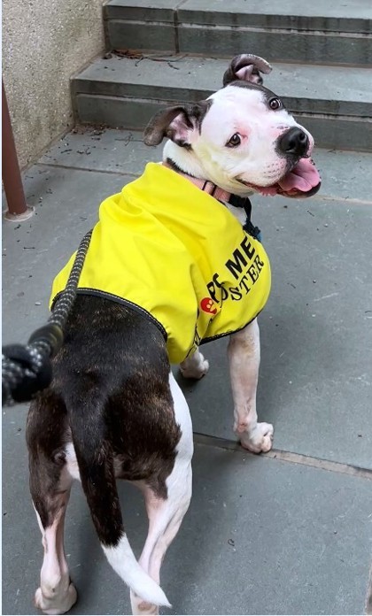 AZOOZ - Pit Bull Terrier / Mix available for adoption