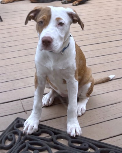 BONITA - Terrier / Mix available for adoption