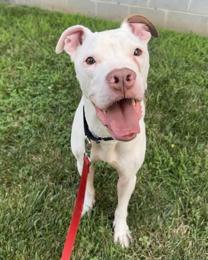 LIMA BEAN - Mixed Breed, Large (over 44 lbs fully grown) / Mix available for adoption
