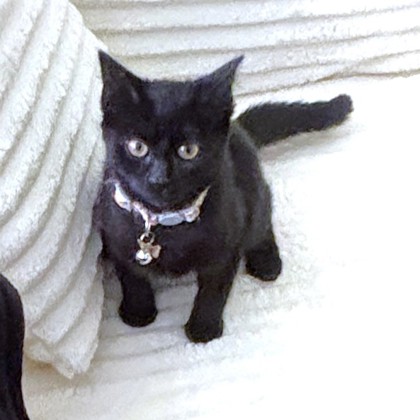 BEATRIX - Domestic Shorthair / Mix available for adoption