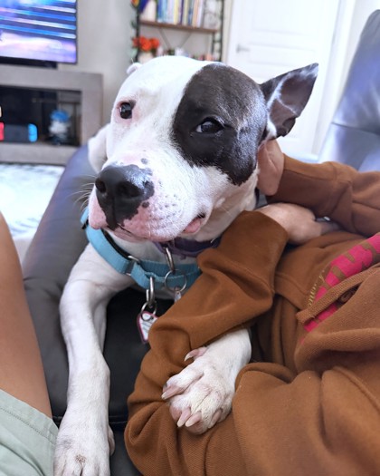 ANGELICA - Mixed Breed, Medium (up to 44 lbs fully grown) / Mix available for adoption