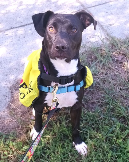 CHA CHA SHAKES - Pit Bull Terrier / Mix available for adoption
