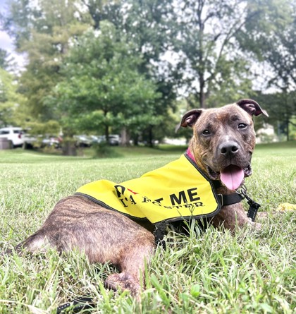 BARK RUFFALO - Pit Bull Terrier / Mix available for adoption