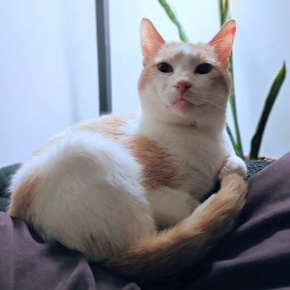 TOPPY - Domestic Shorthair / Mix available for adoption