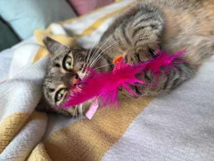 PAWNEE - Domestic Shorthair / Mix available for adoption