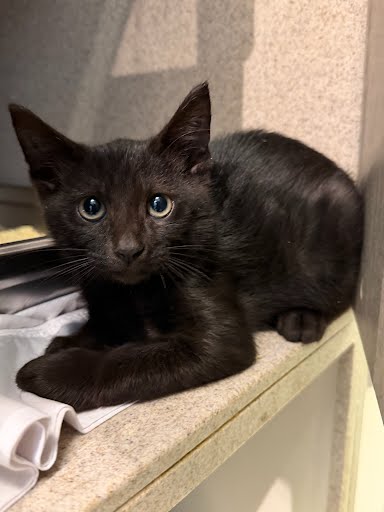 SOUPY - Domestic Shorthair / Mix available for adoption