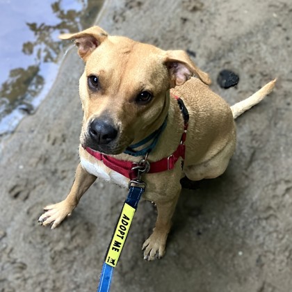 IMPALA - Mixed Breed, Medium (up to 44 lbs fully grown) / Mix available for adoption