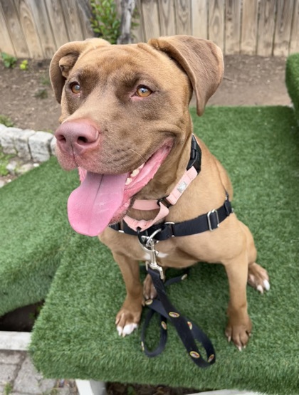 PRIYA - Pit Bull Terrier / Mix available for adoption
