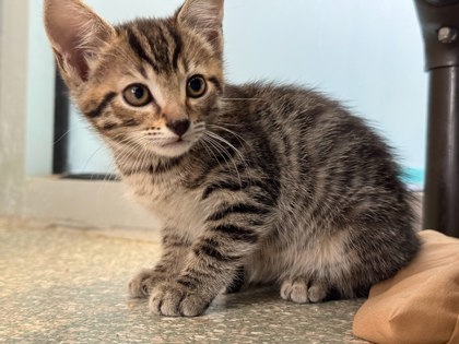 BACKFLIP - Domestic Shorthair / Mix available for adoption