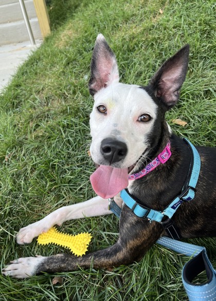MINNIE - Mixed Breed, Medium (up to 44 lbs fully grown) / Mix available for adoption