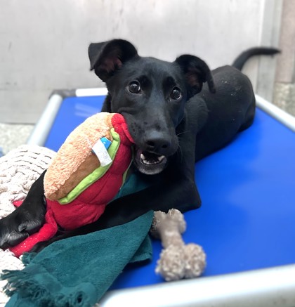 BATMAN - Labrador Retriever / Mix available for adoption