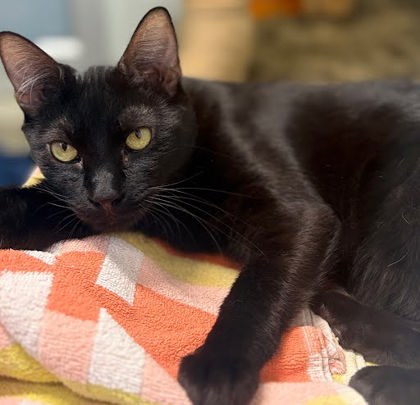 BUBBLES - Domestic Shorthair / Mix available for adoption