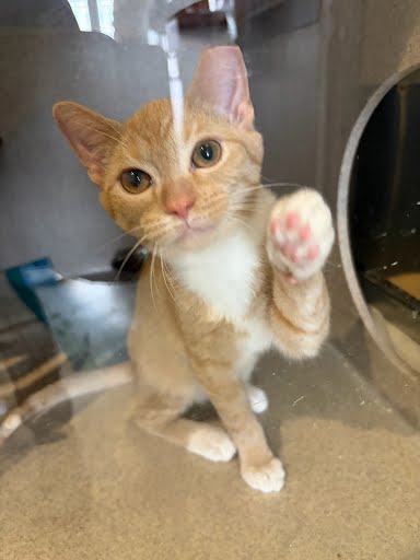 BETTY - Domestic Shorthair / Mix available for adoption