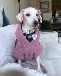 BAILEY - Miniature Poodle / Mix available for adoption