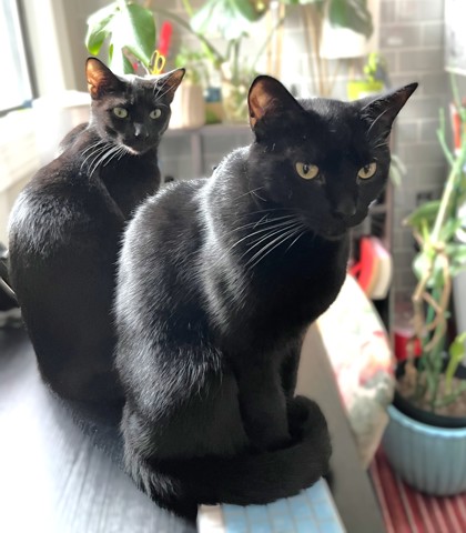 OLLIE - Domestic Shorthair / Mix available for adoption