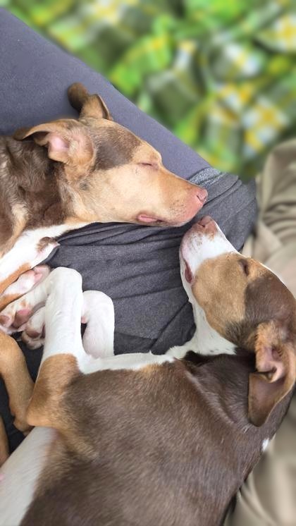 CHARLEY - Mixed Breed, Medium (up to 44 lbs fully grown) / Mix available for adoption