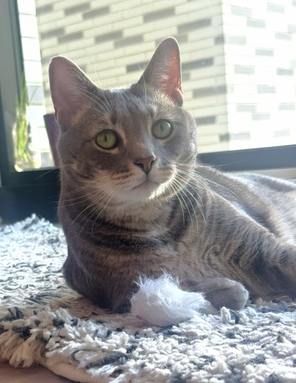 SILVER - Domestic Shorthair / Mix available for adoption