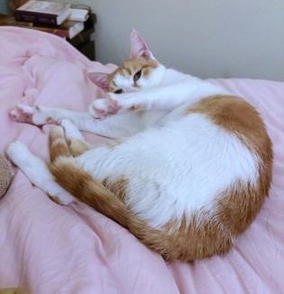 DAPHANY - Domestic Shorthair / Mix available for adoption
