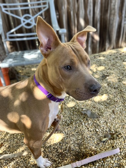 CURRY - Pit Bull Terrier / Mix available for adoption