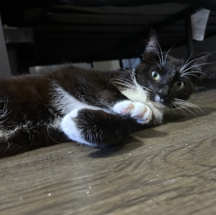 ZAZA - Domestic Shorthair / Mix available for adoption