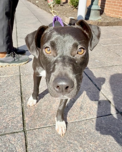 CHA CHA SHAKES - Pit Bull Terrier / Mix available for adoption