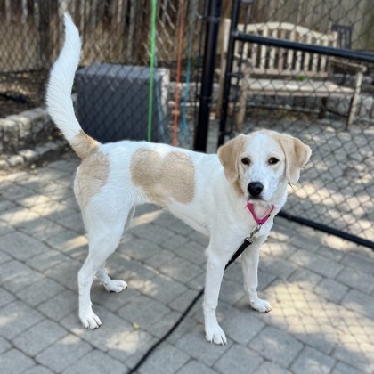 LAUREL - Great Pyrenees / Mix available for adoption