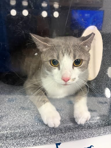 TRIPSY - BLUE COLLAR CAT - Domestic Shorthair / Mix available for adoption