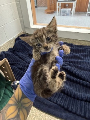 CALYPSO - Domestic Shorthair / Mix available for adoption