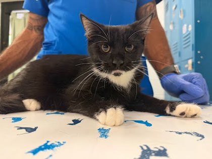 VEGA - Domestic Shorthair / Mix available for adoption
