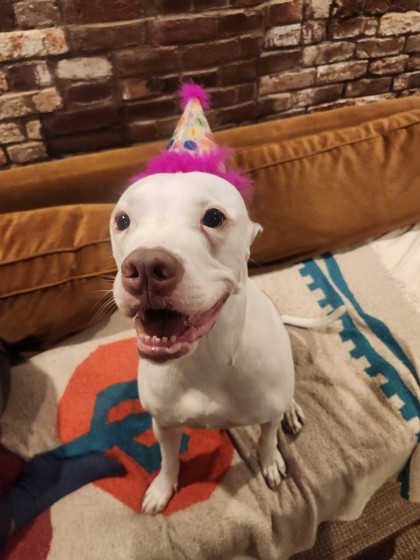 LIMA BEAN - Mixed Breed, Large (over 44 lbs fully grown) / Mix available for adoption