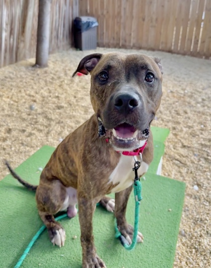 BARK RUFFALO - Pit Bull Terrier / Mix available for adoption