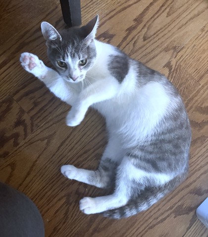 SANDY CHEEKS - Domestic Shorthair / Mix available for adoption
