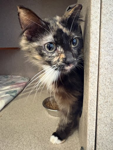 SPOOKY - Domestic Longhair / Mix available for adoption