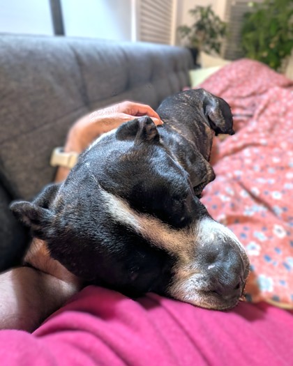 BERT - Terrier / Mix available for adoption