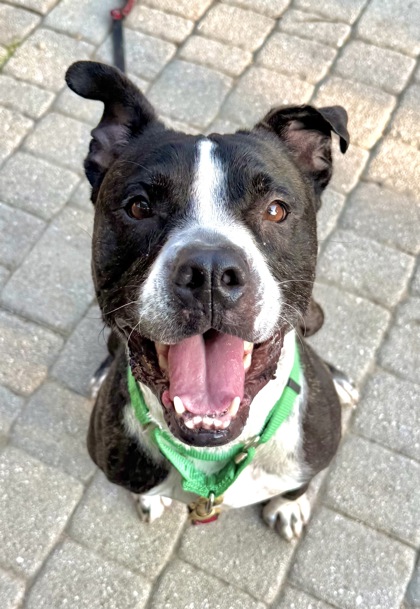 BERT - Terrier / Mix available for adoption
