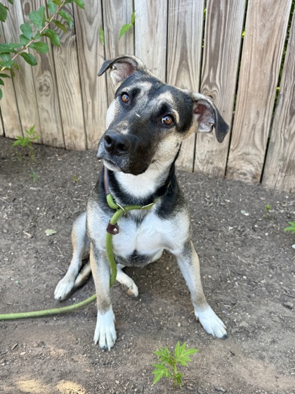 LORI - Shepherd / Mix available for adoption