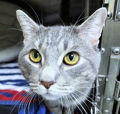 KARL - Domestic Shorthair / Mix available for adoption