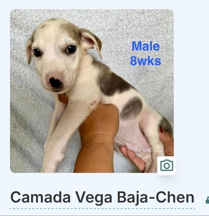 CHEN - Mixed Breed, Medium (up to 44 lbs fully grown) / Mix available for adoption