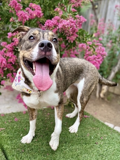 KIOKA - Retriever / Mix available for adoption