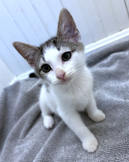 CAPTURE THE FLAG - Domestic Shorthair / Mix available for adoption