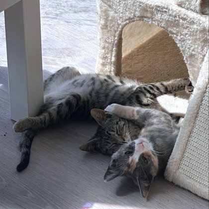BREEZE - Domestic Shorthair / Mix available for adoption
