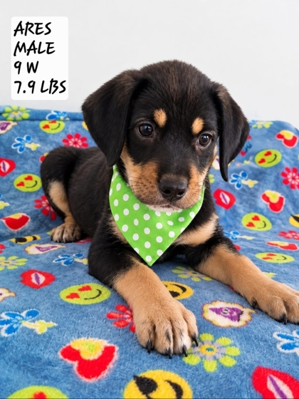 ARES - Labrador Retriever / Mix available for adoption