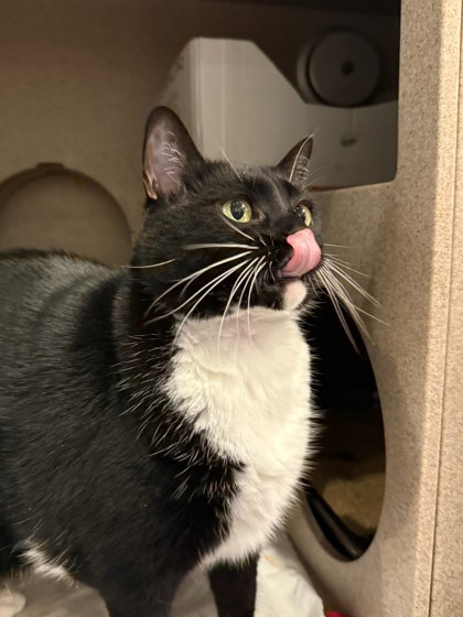 BELLA - Domestic Shorthair / Mix available for adoption