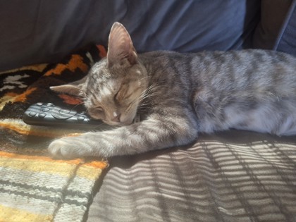 CRYSTAL - Domestic Shorthair / Mix available for adoption