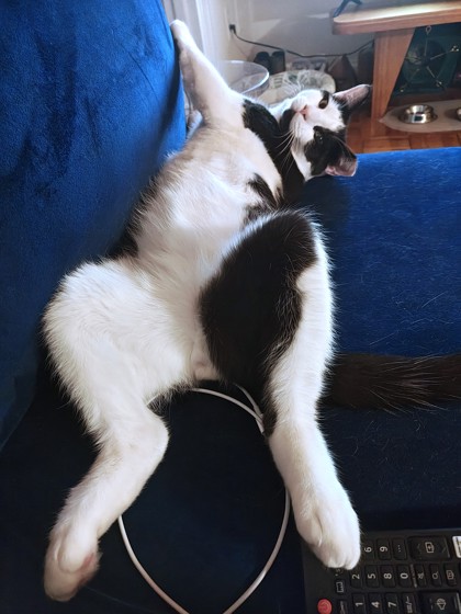 PIGGY - Domestic Shorthair / Mix available for adoption