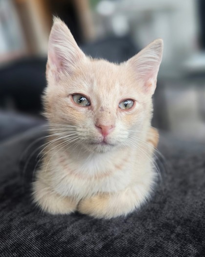 AUTUMN - Domestic Shorthair / Mix available for adoption
